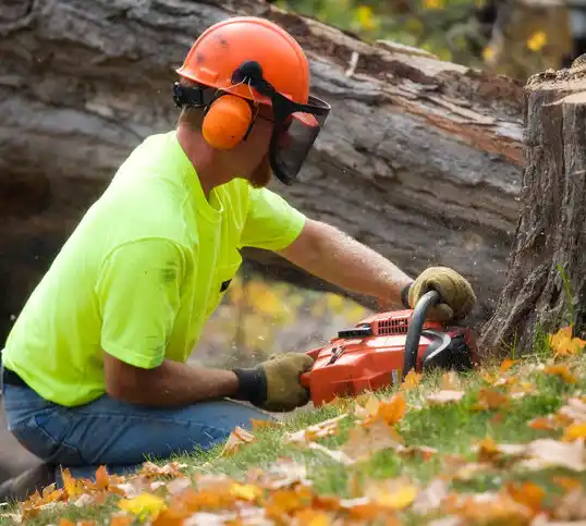 tree services Waynesfield